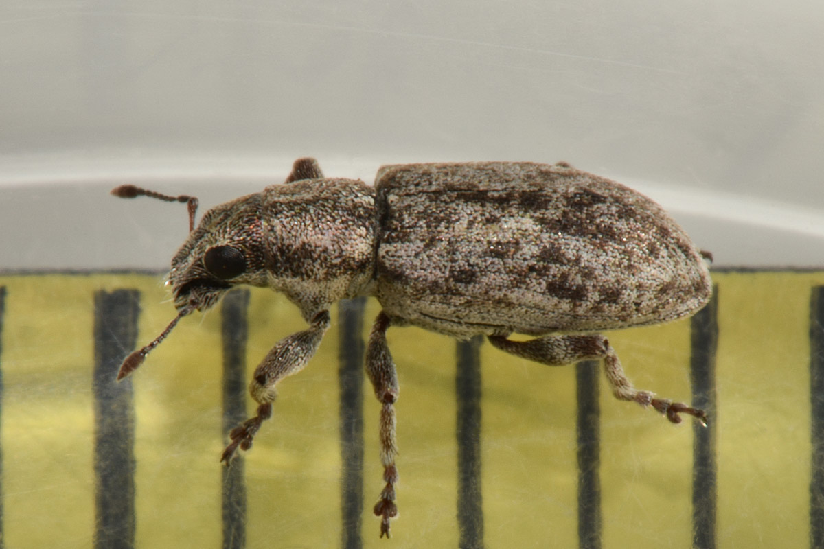Curculionidae: Sitona cylindricollis? No, Sitona tenuis